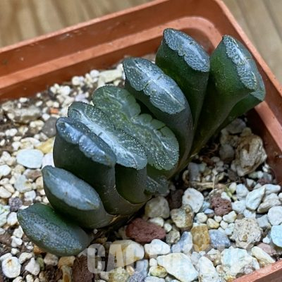 SH35789 Haworthia truncata -Japan-