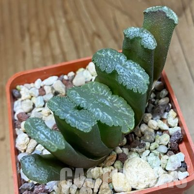SH35790 Haworthia truncata -Japan-