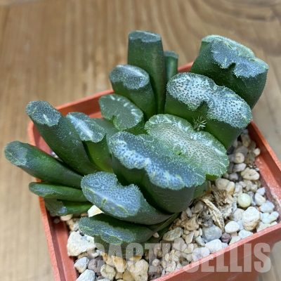 SH35791 Haworthia truncata -Japan-, 2 plants