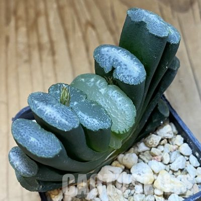 SH35792 Haworthia truncata -Japan-
