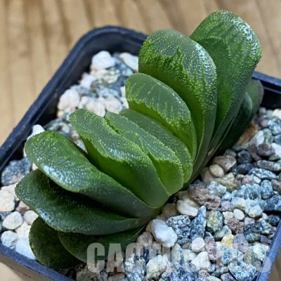 SH35793 Haworthia truncata 'Lime Green'