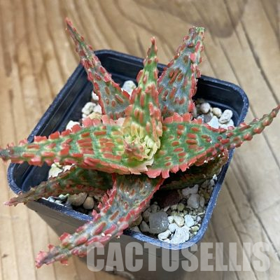 SH35772 Aloe TCT hybrid
