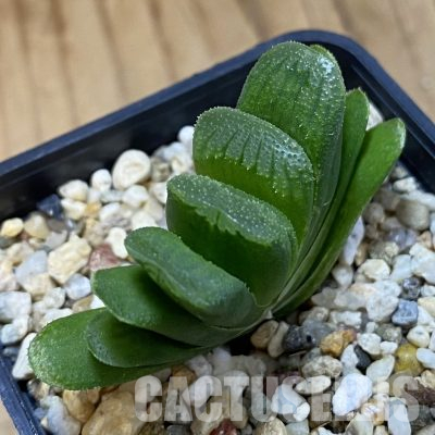 SH35797 Haworthia truncata ‘Lime Green’