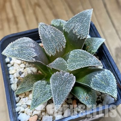 SH35799 Haworthia pygmaea 'Pink Beauty'