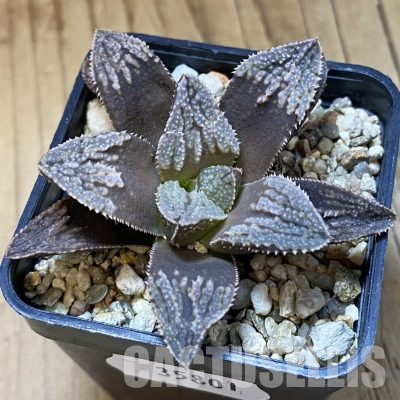 SH35801 Haworthia emelyae v. major x ‘Green Woodii’