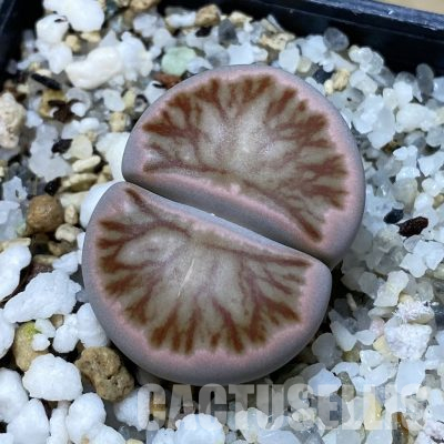 SH35864 Lithops julii 'Kikushogiyoku'