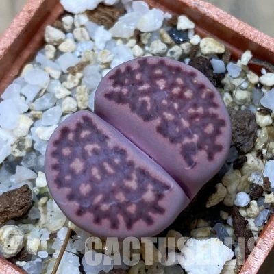 SH35904 Lithops salicola ‘Sato’s Violet’ hybrid