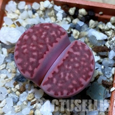 SH35906 Lithops salicola ‘Sato’s Violet’ hybrid