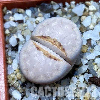 SH35907 Lithops julii ‘Hot Lips’