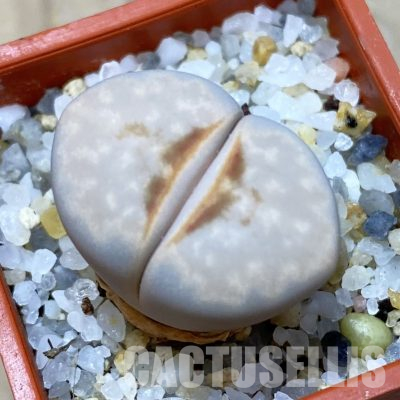 SH35908 Lithops julii ‘Hot Lips’