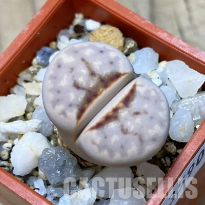 SH35909 Lithops julii ‘Hot Lips’