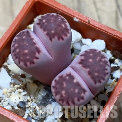 SH35910 Lithops salicola ‘Sato’s Violet’ hybrid