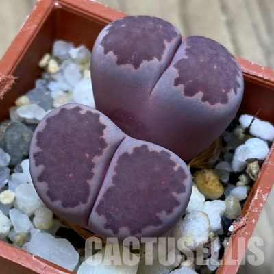 SH35911 Lithops salicola ‘Sato’s Violet’ hybrid