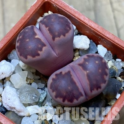 SH35912 Lithops salicola ‘Sato’s Violet’ hybrid