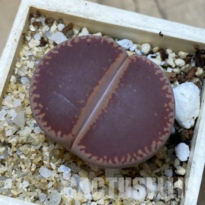 SH35913 Lithops aucampiae 'Ko'
