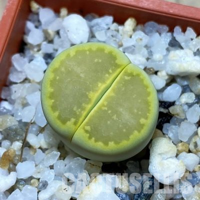 SH35915 Lithops hallii ‘Yellow Biscuit’