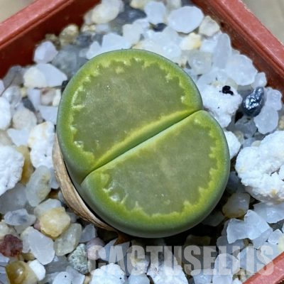SH35916 Lithops hallii ‘Yellow Biscuit’