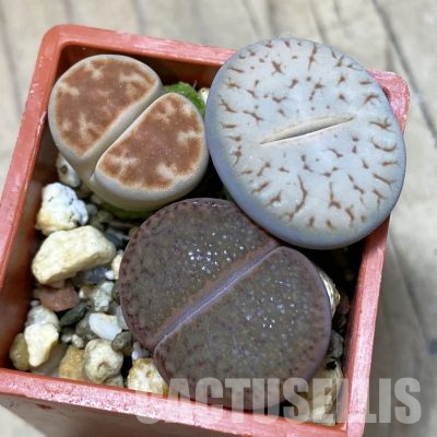 SH35917 Lithops mix