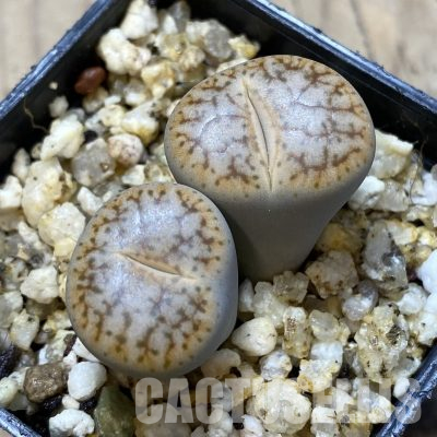 SH35865 Lithops pseudotruncatella