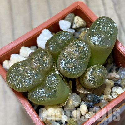 SH35918 Conophytum pellucidum ‘Elegans’ LAV26802 -Okiep-