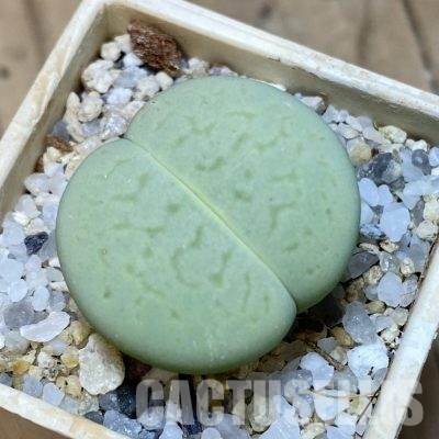 SH35919 Dinteranthus vanzylii ‘Emerald’