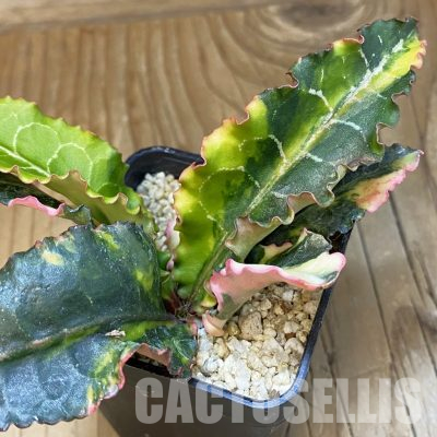 SH35933 Euphorbia francoisii f. variegata