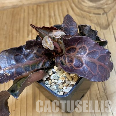 SH35934 Euphorbia francoisii hybrid