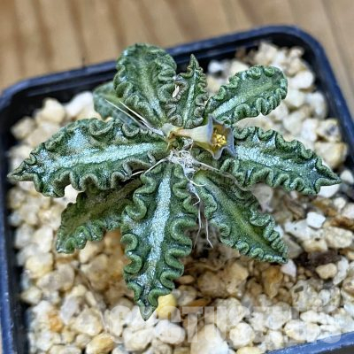SH35937 Euphorbia tulearensis hybrid