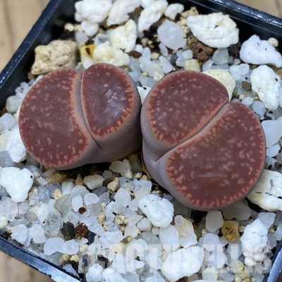 SH35867 Lithops aucampiae