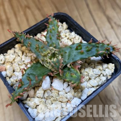 SH35939 Aloe TCT hybrid
