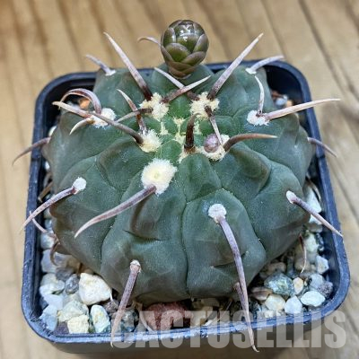 SH35943 Gymnocalycium vatteri v. longispinum