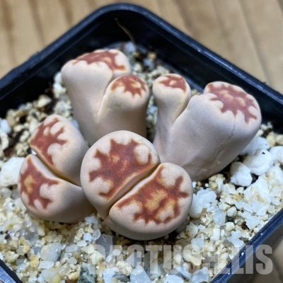 SH35868 Lithops karasmontana v. lateritia f. monstrosa
