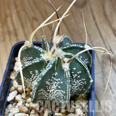 SH35946 Astrophytum capricorne v. niveum
