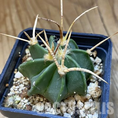 SH35947 Astrophytum crassispinum