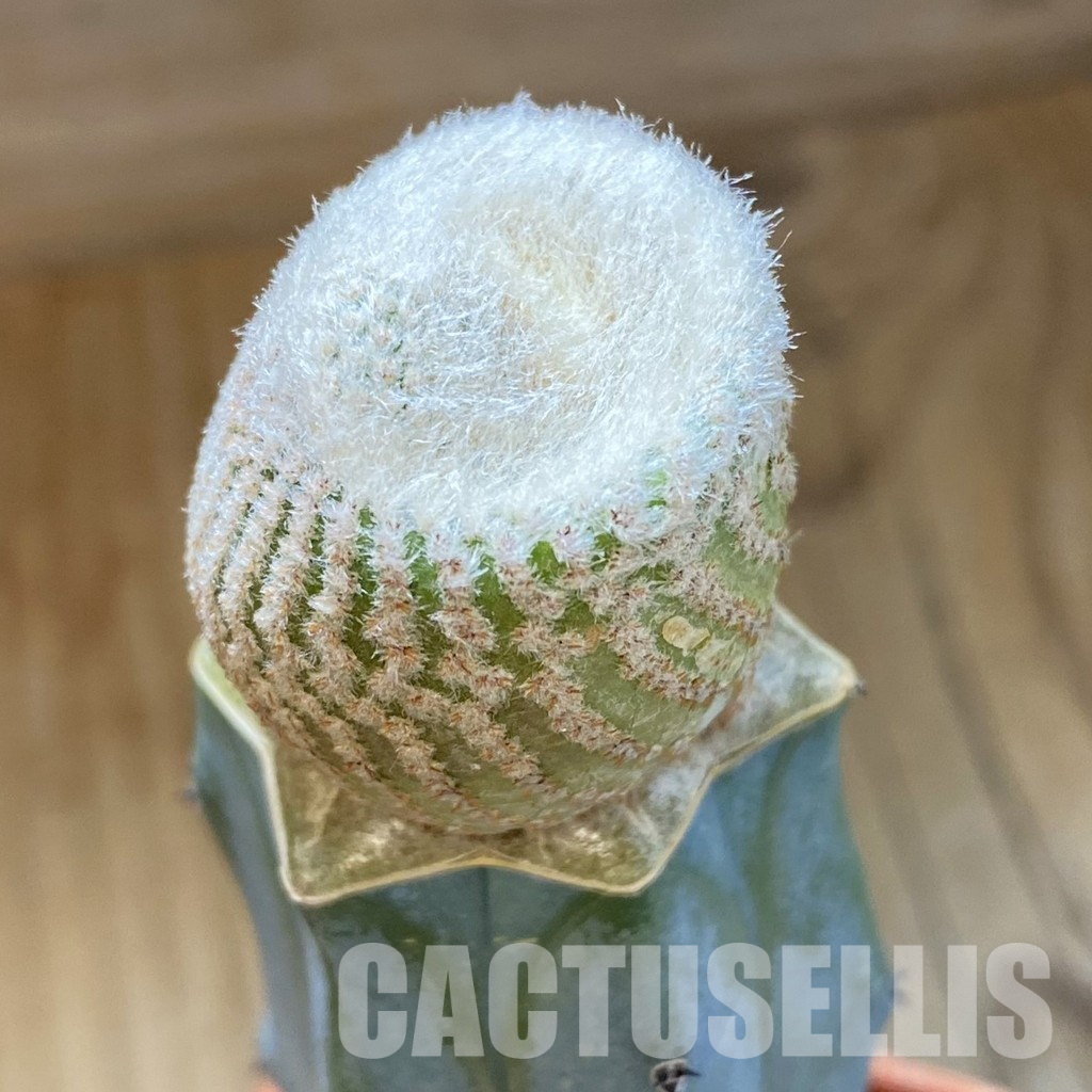 SH35948 Yavia cryptocarpa, grafted - Image 2
