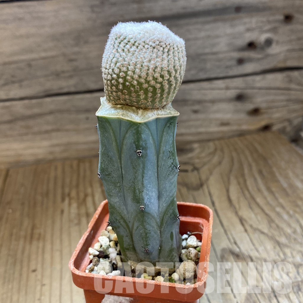 SH35948 Yavia cryptocarpa, grafted - Image 3