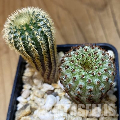 SH35949 Frailea mix