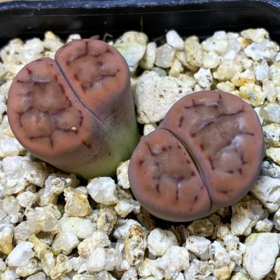 SH35950 Lithops schwantesii v. tisheri