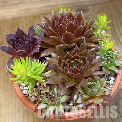 SH35952 Sempervivum mix (cold-resistant)