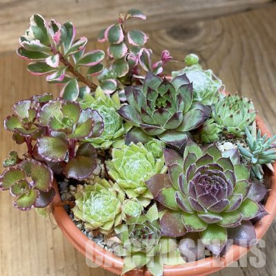 SH35953 Sempervivum mix (cold-resistant)