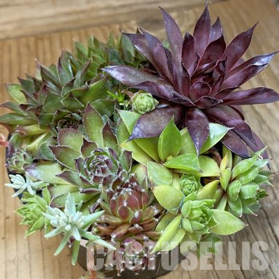 SH35954 Sempervivum mix (cold-resistant)