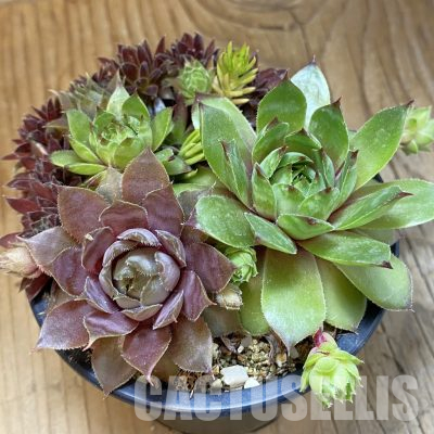 SH35955 Sempervivum mix (cold-resistant)
