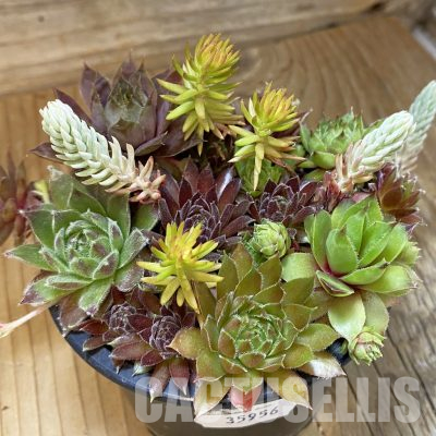 SH35956 Sempervivum mix (cold-resistant)