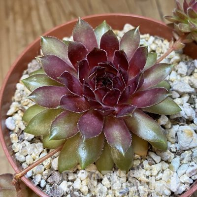 SH35957 Sempervivum Dr. Fritz Köhlein (cold-resistant)