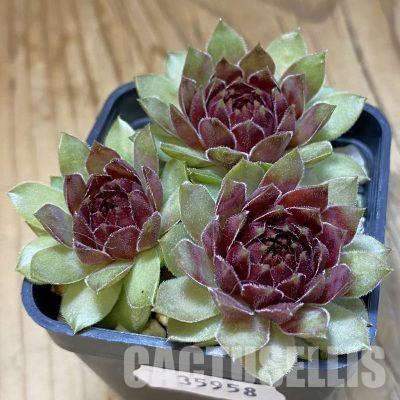 SH35958 Sempervivum Dr. Fritz Köhlein (cold-resistant)
