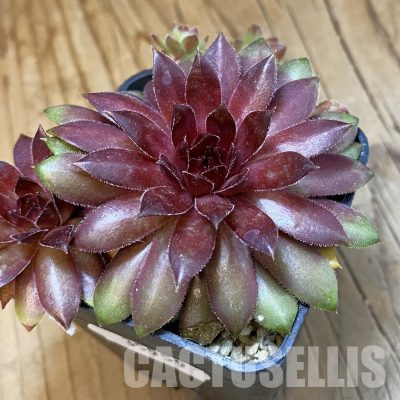 SH35959 Sempervivum Dr. Fritz Köhlein (cold-resistant)