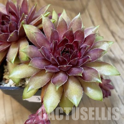 SH35960 Sempervivum Dr. Fritz Köhlein (cold-resistant)