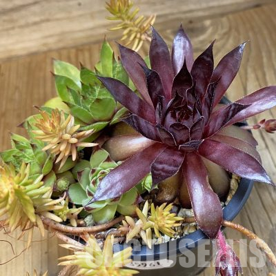 SH35961 Sempervivum mix (cold-resistant)