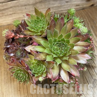 SH35962 Sempervivum mix (cold-resistant)
