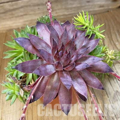 SH35963 Sempervivum mix (cold-resistant)